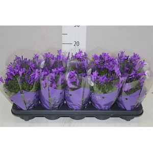 Campanula Port Ocean Blue In Hoes