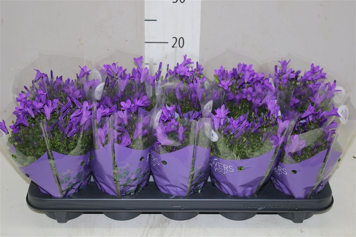 Campanula Port Ocean Blue In Hoes