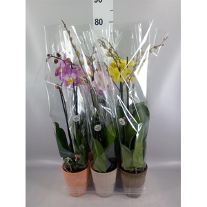 Phalaenopsis   ...mix