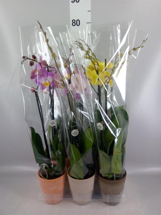 <h4>Phalaenopsis   ...mix</h4>