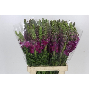 Antirrhinum Potomac Purple