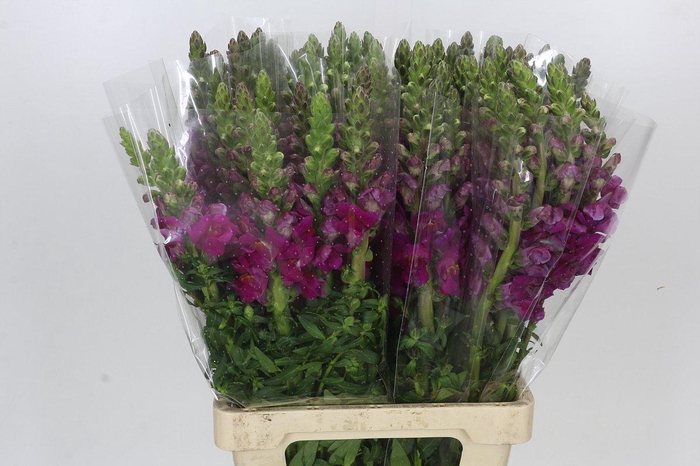 Antirrhinum Potomac Purple