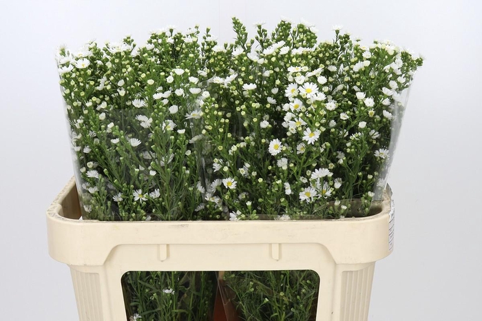 <h4>Aster Paquita</h4>