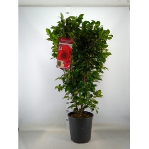 Camellia japonica