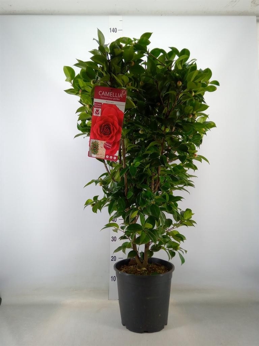 <h4>Camellia japonica</h4>