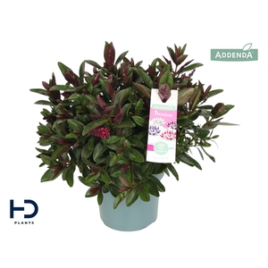 Hebe Addenda Eva XL struik p17