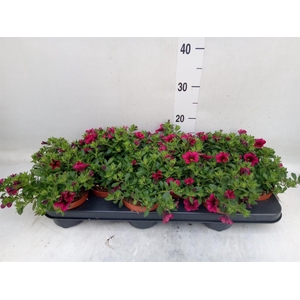 Calibrachoa  'Minifam Purple'