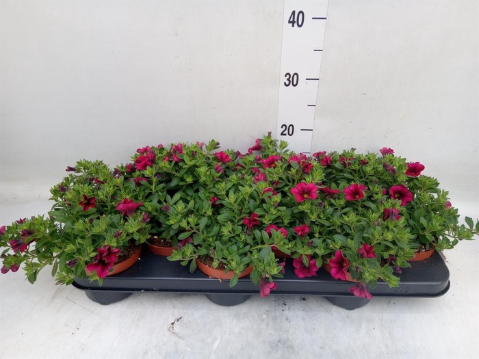 <h4>Calibrachoa  'Minifam Purple'</h4>