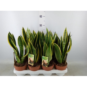 Sansevieria trifa. 'Laurentii'