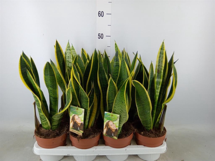 <h4>Sansevieria trifa. 'Laurentii'</h4>
