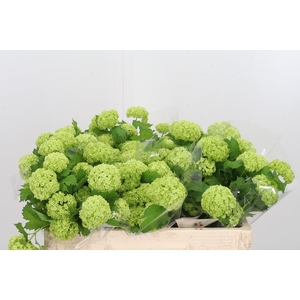Viburnum Sneeuwbal 2+ Kop