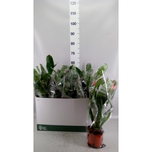 Aechmea fasciata 'Primera'