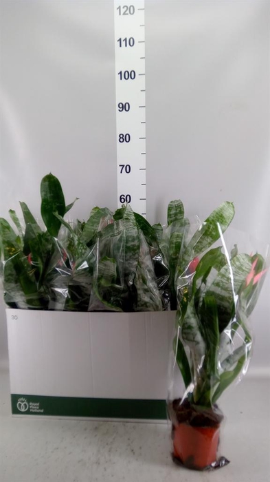 <h4>Aechmea fasciata 'Primera'</h4>