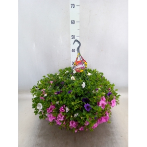 Calibrachoa   ...