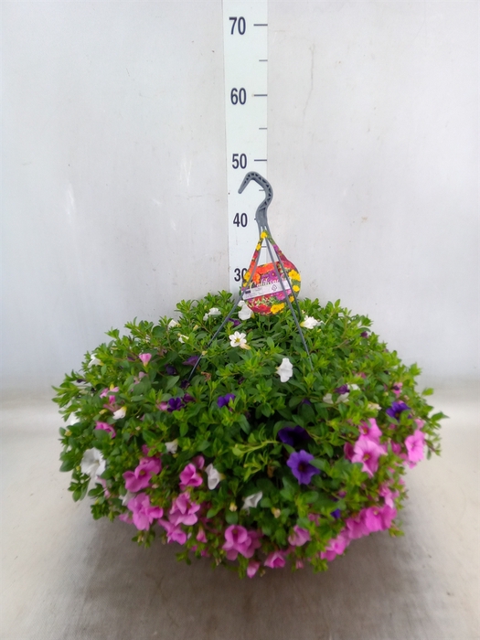 <h4>Calibrachoa   ...</h4>