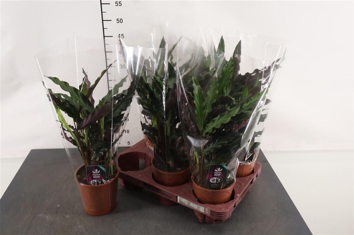 <h4>Calathea Elgergrass 12 Cm. Pot</h4>