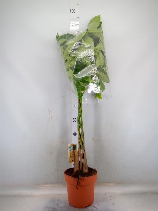 <h4>Pachira aquatica</h4>