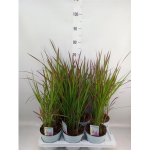 Imperata cylindrica 'Red Baron'