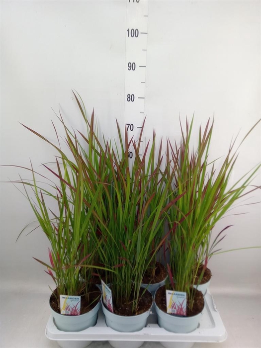 <h4>Imperata cylindrica 'Red Baron'</h4>