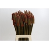 Kniphofia Alcazar