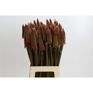 Kniphofia Alcazar