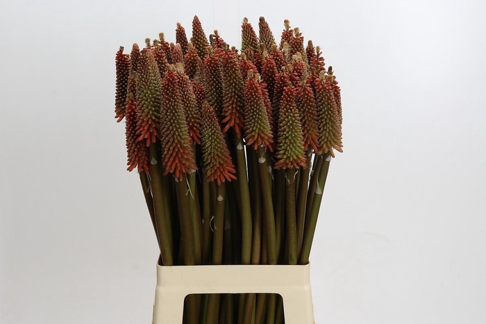 <h4>Kniphofia Alcazar</h4>