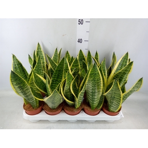 Sansevieria trifa. 'Futura Superba'