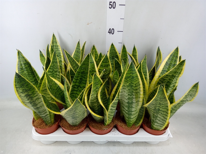 <h4>Sansevieria trifa. 'Futura Superba'</h4>