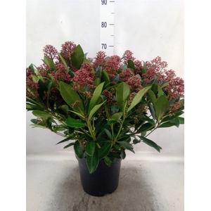 Skimmia jap. 'Rubella'