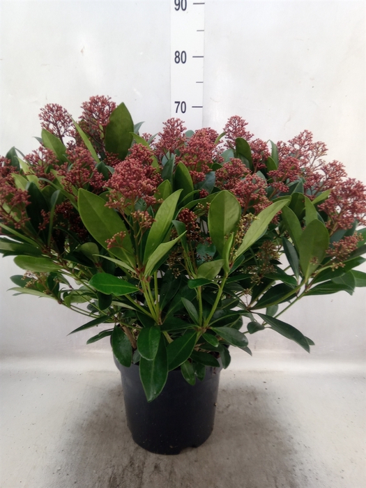 Skimmia jap. 'Rubella'