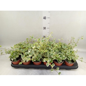 Hedera helix 'White Wonder'