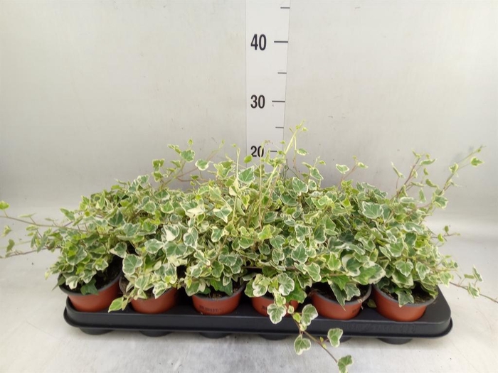 <h4>Hedera helix 'White Wonder'</h4>