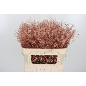 Lepidium Kl Bh Koper