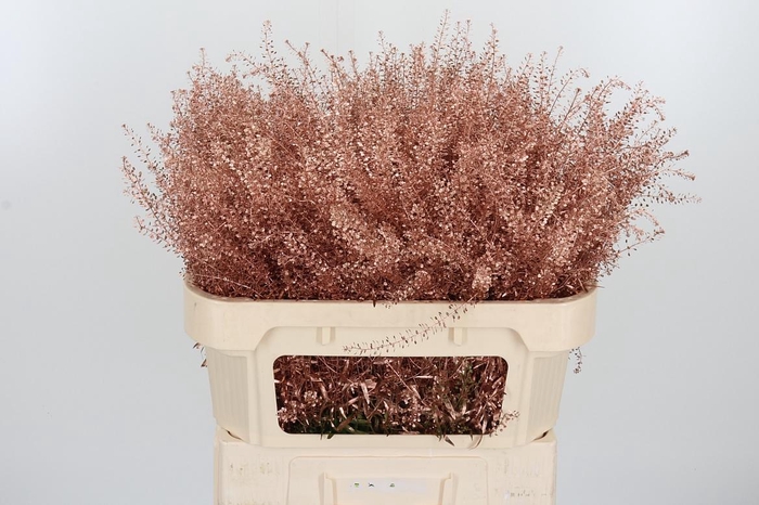 <h4>Lepidium Kl Bh Koper</h4>