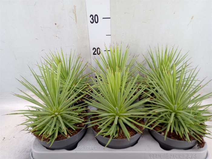 <h4>Agave stricta 'Nana'</h4>