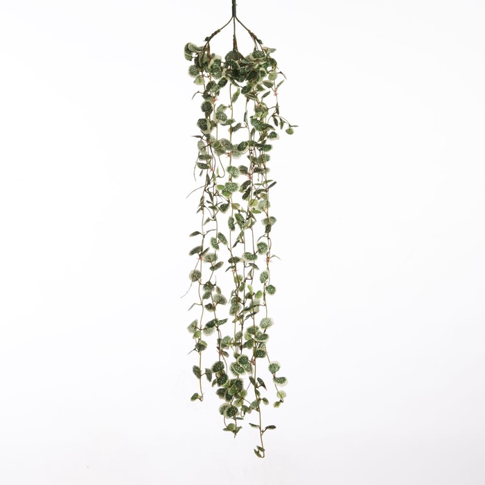 <h4>Af Hangpl Saxifraga Bont L75cm</h4>