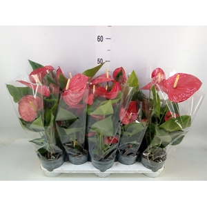 Anthurium andr. 'Karma Red'