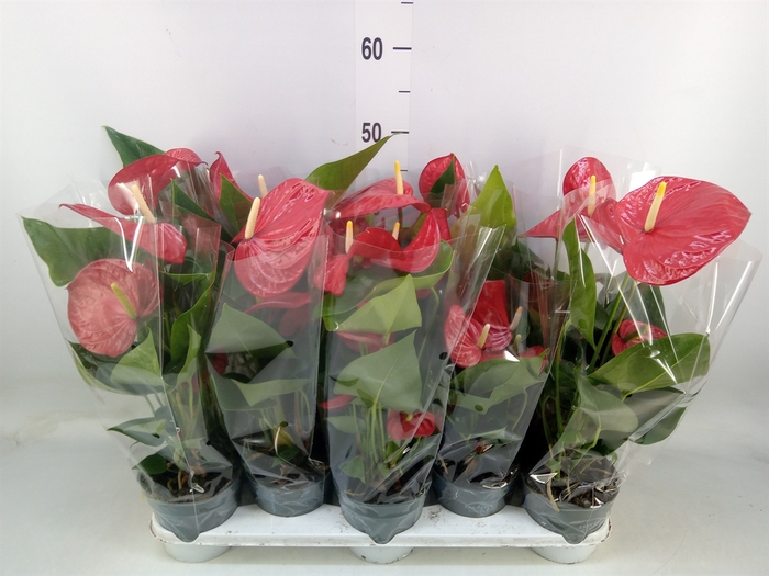 <h4>Anthurium andr. 'Karma Red'</h4>