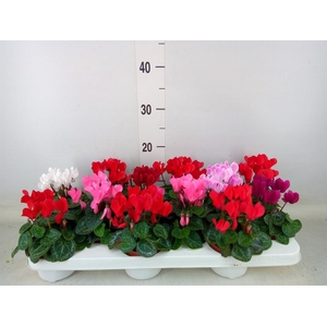 Cyclamen KL 'Verano'