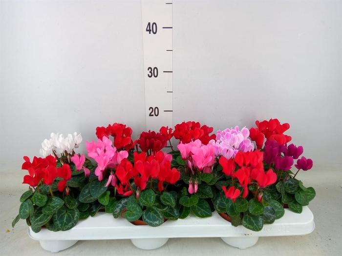 <h4>Cyclamen KL 'Verano'</h4>