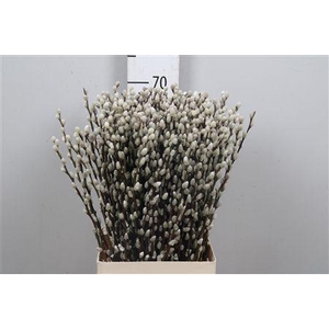 Salix Ca Snow Flake