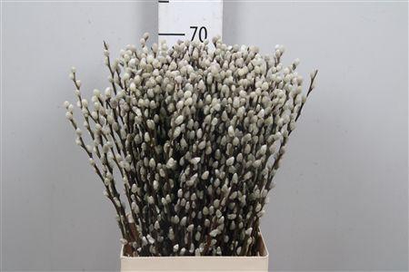 <h4>Salix Ca Snow Flake</h4>