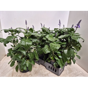 SALVIA MYS SPIRES BL