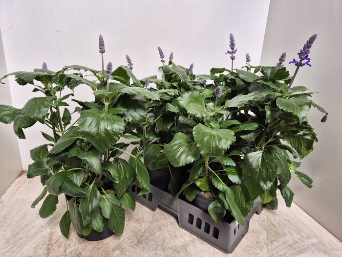 <h4>SALVIA MYS SPIRES BL</h4>