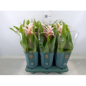Guzmania  'Linea Pink'
