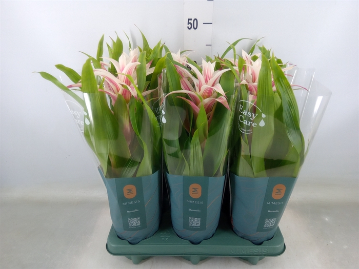 <h4>Guzmania  'Linea Pink'</h4>