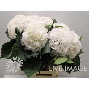 Hydrangea schneeball