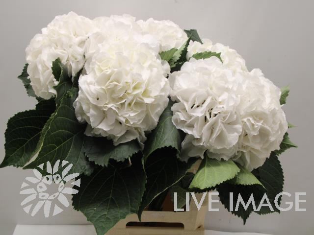 <h4>Hydrangea schneeball</h4>