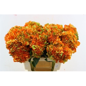 Hydr M Amethyst Orange Tinted