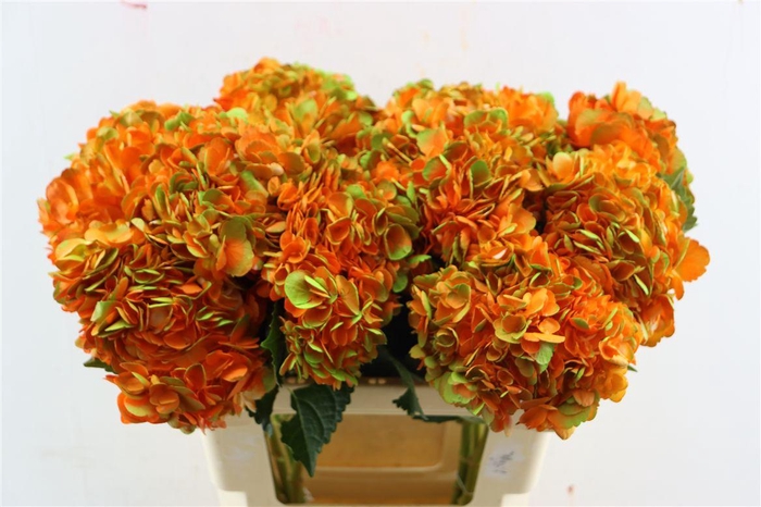 <h4>Hydr M Amethyst Orange Tinted</h4>